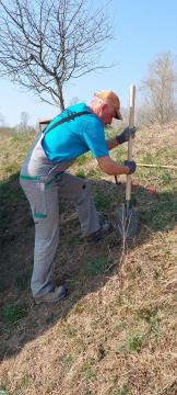 Foto: Dominik Bombek - Zasaditev mejic